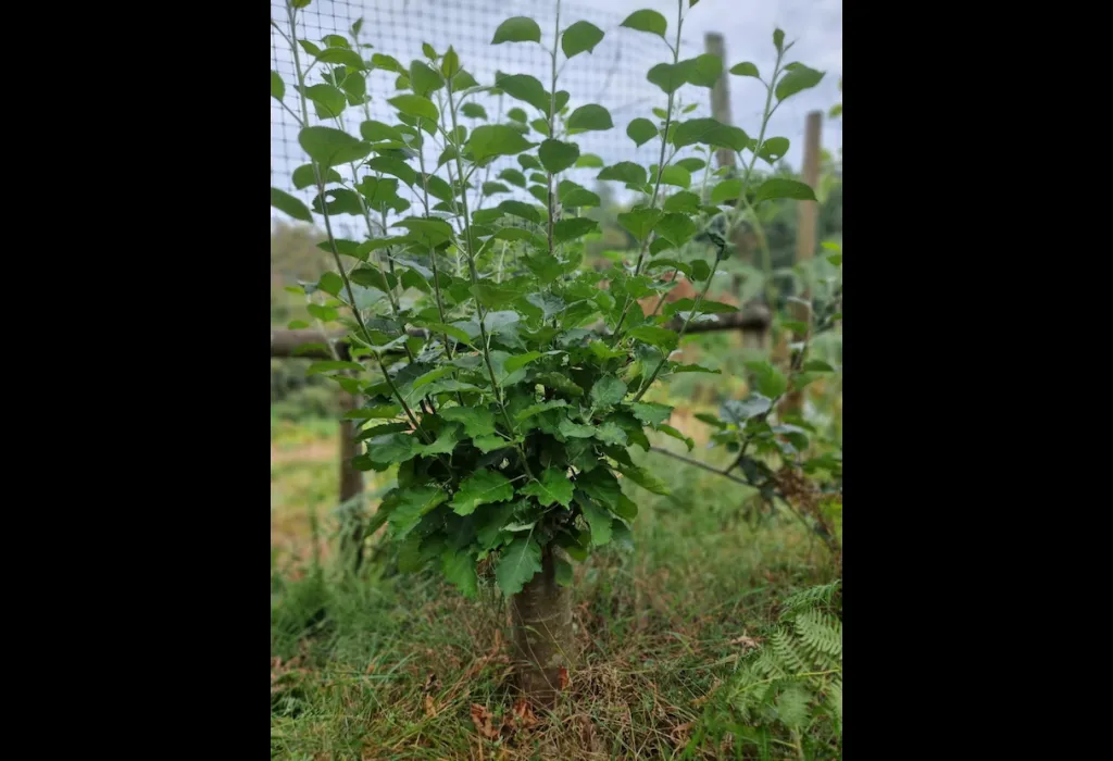 Coppicing apple stool Coppicing apple stool