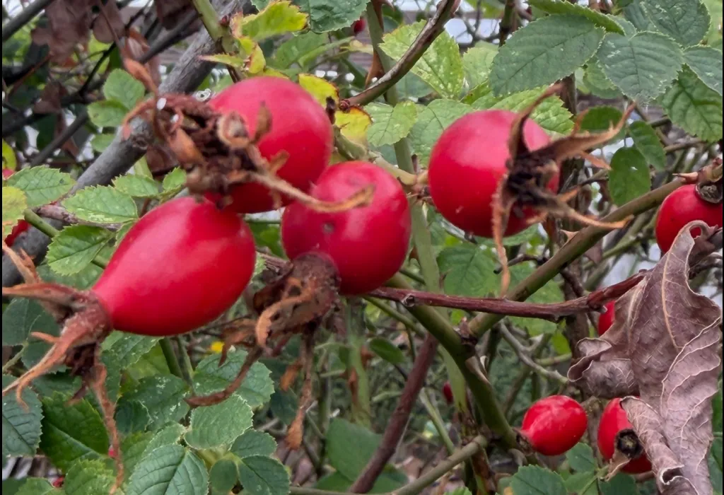Promoting healthy herbal self help Ripe red round rose hips on bush