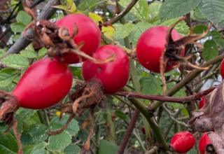 Ripe red round rose hips on bush